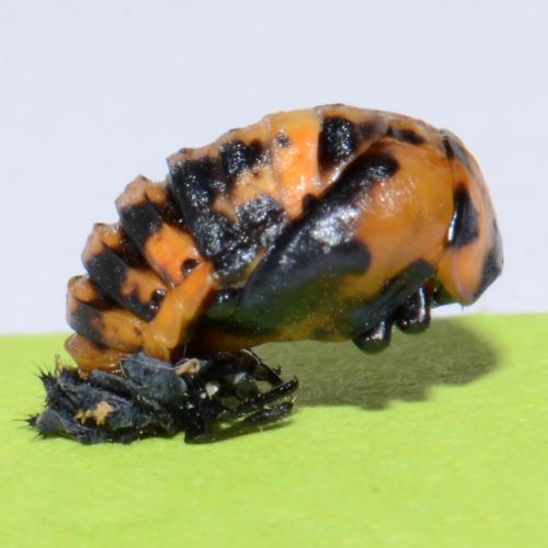Puppe des Siebenpukt-Marienkäfers auf einem Blatt