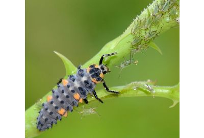 Marienkäferlarve mit Blattläusen
