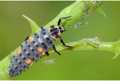 Nützling Marienkäferlarve mit Blattläusen