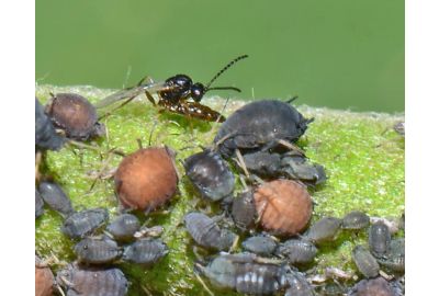 Schlupfwespe Lysiphlebus beim Anstich einer Blattlaus