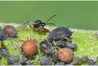  Schlupfwespe Lysiphlebus beim Anstich einer Blattlaus