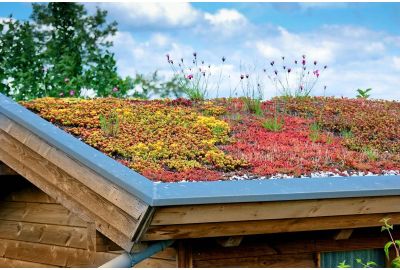 Pflanzen auf einem hölzernen Dach