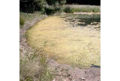 Algen im Teich - Ufer