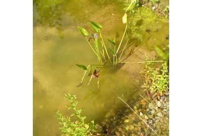 Algen im Teich - Wasserpflanze