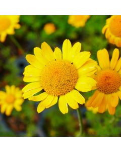 Anthemis tinctoria - Färberkamille