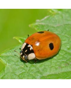 Marienkäferlarven Adalia bipunctata 200