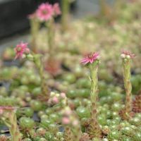 Sempervivum arachnoideum (Spinnweb-Dachwurz) erreicht in der Blüte eine Wuchshöhe von ca. 15 cm. Ideal für sonnige Standorte z. B. bei Dachbegrünungen oder Steingärten. Blütezeit: Juni-Juli Blütenfarbe: rosa - rot