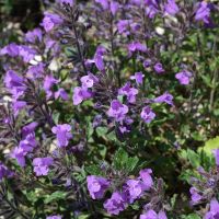 Acinos alpinus (Alpen-Steinquendel) violette Blütenpracht für die Dachbegrünung