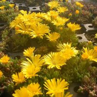 Delosperma congestum (Gedrängte Mittagsblume) in voller Blüte mit leuchtend gelben Blüten