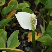 Die Calla palustris, auch als Sumpfcalla bekannt, bezaubert mit eleganten, weißen Blüten und gedeiht besonders in feuchten, sumpfigen Lebensräumen.