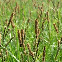 Carex acutiformis - Die Sumpfsegge ist eine robuste Wasserpflanze mit schmalen, spitz zulaufenden Blättern. Ideale Wahl für Feuchtgebiete und Uferbereiche.
