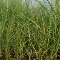 Eriophorum angustifolium (Schmalblättriges Wollgras) für Teichrand und niedrigen Sumpfbereich geeignet