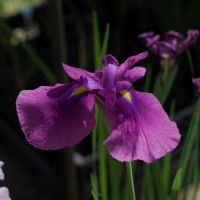 Iris versicolor (Sumpfiris)