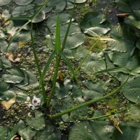 Sagittaria sagittifolia (Pfeilkraut) ist eine heimische Wasserpflanze und blüht weiß mit braun-violetter Mitte. Wuchshöhe: 30 - 50 cm Standort: Sonne bis Halbschatten Blütezeit: Juni - August