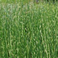 Scirpus tabernaemontani Zebrinus (Zebrabinse) fällt durch ihre grün/weiß geringelten Halme auf.  Wassertiefe 0 - 30 cm Wuchshöhe: 100 - 150 cm Standort: sonnig, halbschattig Blütezeit: Juni - Juli
