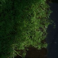 Ranunculus aquatilis (Wasserhahnenfuß)