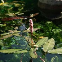 Persicaria amphibium (Wasserknöterich) wächst in stehenden und langsam fließenden Gewässern