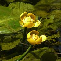 Nuphar lutea (Teichrose, Mummel) bevorzugt Wassertiefen von 40 cm bis 1,2 m 