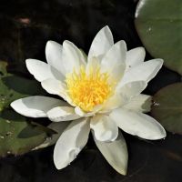 Nymphaea 'Gladstoniana' (Seerose Gladstoniana) ideal für große, tiefe Teiche und Becken geeignet ist. 