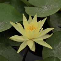 Nymphaea 'Colonel A.J. Welsch' (Gelbe Seerose) bevorzugt Wassertiefen zwischen 50 - 100 cm 