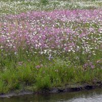 Saatmischung Ufersaum (50% Gräser, 50% Blumen) 100 g für 50 m² zur Begrünung von ungenutzten Teichrändern