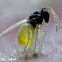 Schlupfwespen Encarsia formosa zur Bekämpfung der Weiße Fliege
