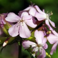 Saponaria ocymoides (Kleinblütiges Seifenkraut) eignet sich sehr gut für eine extensiven Dachbegrünungen. Blütezeit: Juni - August Blütenfarbe: weißlich rosa