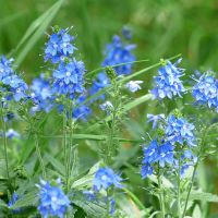 Veronica teucrium (Großer Ehrenpreis) blüht vorwiegend in den Monaten Mai bis Juli und ist ein in der Krone himmelblau bis azurblau gefärbte Dachstaude