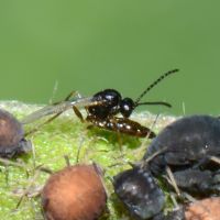 Schlupfwespe Lysiphlebus testaceipes gegen Blattläuse sticht Blattlaus an