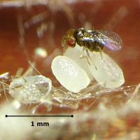 Trichogramma-Schlupfwespe parasitiert Ei