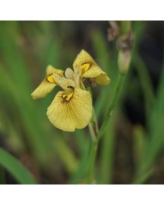 Iris pseudacorus (Wasserschwertlilie)