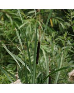Typha latifolia (Breitblättriger Rohrkolben)