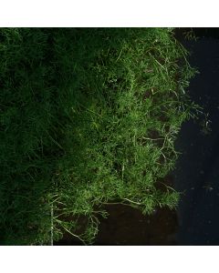 Ranunculus aquatilis (Wasserhahnenfuß)