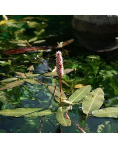 Persicaria amphibium (Wasserknöterich)