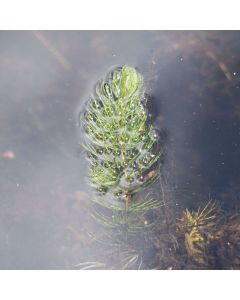 Ceratophyllum demersum (Hornkraut)