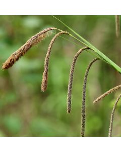 Carex pendula (Hängende-Segge)