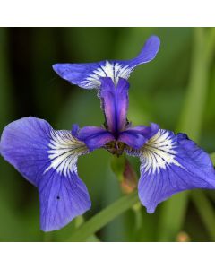 Iris setosa (Arktische Iris)