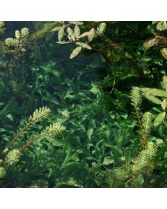 24 Unterwasserpflanzen, festwurzelnd