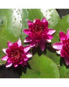 Nymphaea 'Perry's Baby Red' (Rote Seerose)