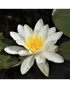 Nymphaea 'Gladstoniana' (Seerose Gladstoniana)