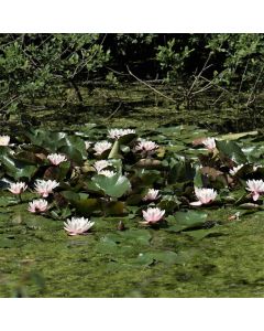 rosa Seerosen für verschiedene Wassertiefen