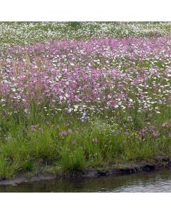 Saatmischung Ufersaum (50% Gräser, 50% Blumen) je 100 g für 50 m²