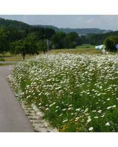 Böschungen & Straßenbegleitgrün (30% Blumen, 70 % Gräser )  1 kg für 500 m²