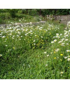 Saatmischung Blumenrasen, Kräuterrasen (20% Blumen, 80 % Gräser)  je 100 g für 17 m²