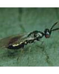 Diglyphus isaea (gegen Minierfliegen)