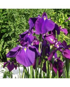 Iris kaempferi / ensata  (Japanische Sumpfiris)