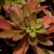 Sedum floriferum 'Weihenstephaner Gold ist eine immergrüne Sedumart, die eine Höhe von ca. 10 cm erreicht. Standort: sonnig Blütezeit: Juni - August Bedarf: 20 Pflanzen pro m² Maße Einzelpflanze: ca. 4 x 4 x 4 cm