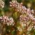 Sedum album 'Coral Carpet' (Weißer Mauerpfeffer) ist ein guter Bodendecker der eine Wuchshöhe von bis zu 10 cm erreicht. Standort: sonnig Blütezeit: Juni - Juli 