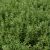 Sedum album ssp. Micranthum Chloroticum erreicht eine Wuchshöhe von bis zu 10 cm. Standort: sonnig, windgeschützt Blütezeit: Juni - August Bedarf: 20 Pflanzen pro m²