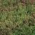 Sedum sexangulare (Milder Mauerpfeffer) besitzt gelblich grünes Laub und gehört zu den sehr niedrigen Sedum Arten. Standort: sonnige, trockene Bedarf: 20 Pflanzen pro m² Maße Einzelpflanze: ca. 4 x 4 x 4 cm